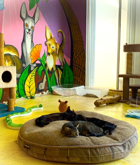 HALO clinic is a cat's haven on Isla Mujeres